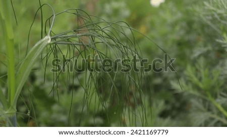 this picture is of green leaves of fennel plant 