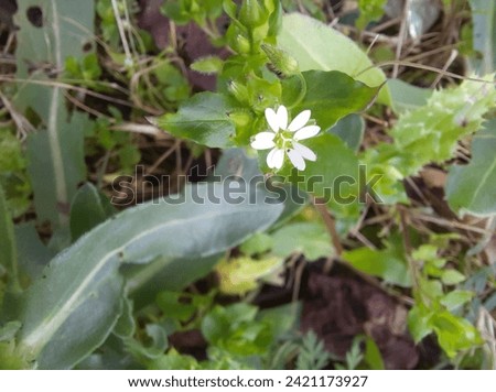 Wildflower chickweed,is an annual flowering plant in the family Caryophyllaceae.It is native to Eurasia and naturalized throughout the world,where it is a weed of waste ground,farmland and gardens.