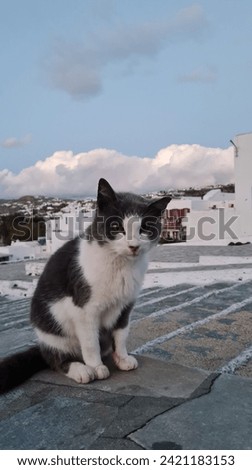 cats in the streets of mykonos