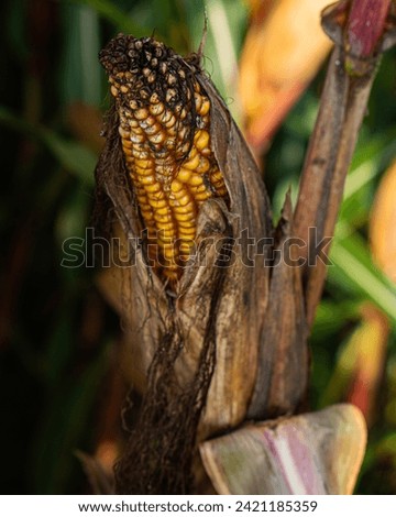 Close up photo of corn with details and a blurred background