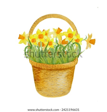 illustration of hand drawn daffodils in watercolor, spring flowers. Picture of yellow primroses. Mother's Day card