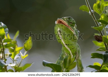 Indian Chameleon moving slowly on branches