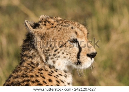 cheetah portrait picture in Maasai Mara NP
