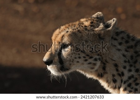 cheetah portrait picture in Maasai Mara NP
