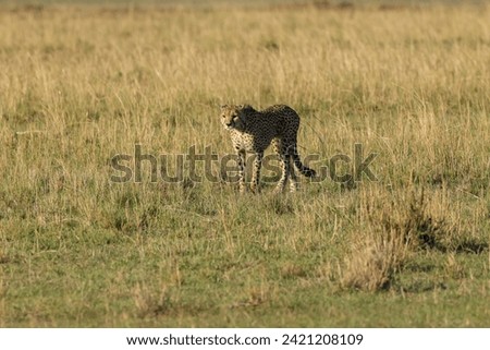 a single cheetah in Maasai Mara NP