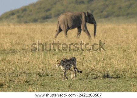 cheetah with elephants in background