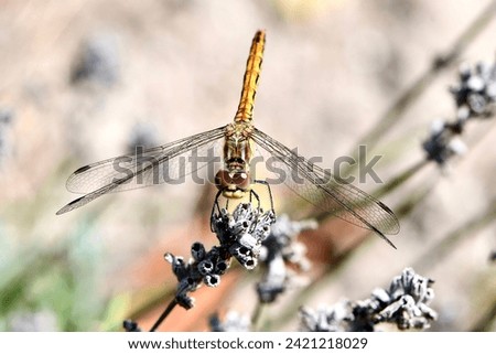 Dragonfly (Sympetrum vulgatum) catches wind to cool off.  Royalty-Free Stock Photo #2421218029