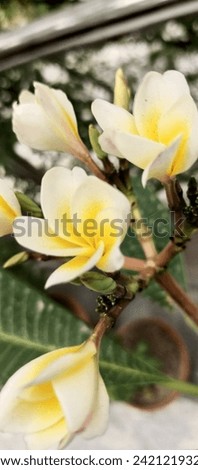 Raw Photos of White Yellow Flowers