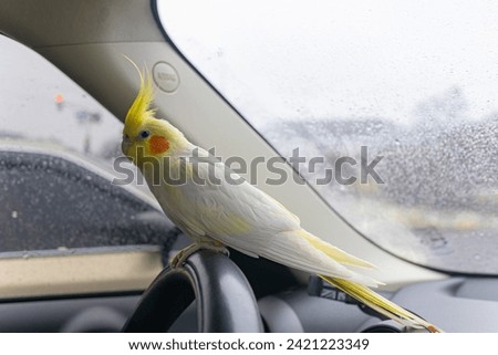 Yellow cockatiel parrot.Cute cockatiel.Home pet parrot.The best cockatiel.Beautiful photo of a bird.Ornithology.Funny parrot.Cockatiel parrot.
Home pet yellow bird.Beautiful feathers.Love for animals