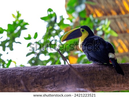 Dazzling Yellow-throated Toucan, Ramphastos ambiguus, adorning the canopies of Central and South American rainforests with its vibrant plumage and distinctive yellow throat. 