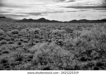 Infrared black and white image Sonora desert in central Arizona USA