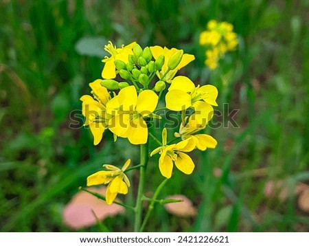 Vibrant oilseed flower close-up, showcasing nature's beauty. Perfect for agriculture, botanical concepts, or environmental themes. High-quality stock photo.