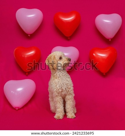Cute mini doodle sitting on a pink background with hearts