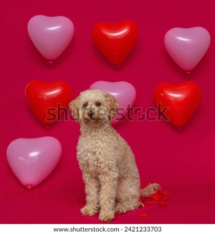 Cute mini doodle sitting on a pink background with hearts