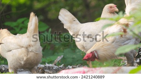 view of white chickens looking for food on the trash