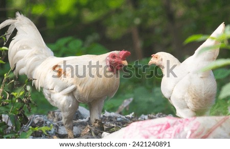 view of white chickens looking for food on the trash