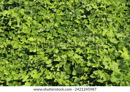 Densely growing green plant in spring. Rug of lush green leaves. Texture, green leaves background. Living wall vertical garden on a building exterior. rainforest backdrop. 