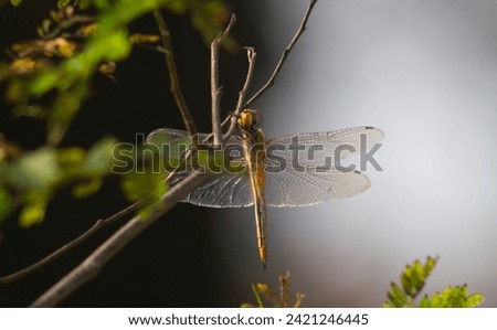 a dragonfly that lands on a dry branch