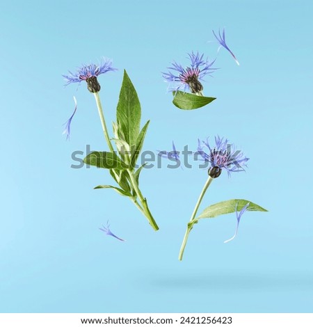 Fresh cornflower blossom beautiful blue flowers falling in the air isolated on blue background. Zero gravity or levitation spring flowers conception, high resolution image