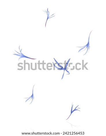 Fresh cornflower blossom beautiful blue flowers falling in the air isolated on white background. Zero gravity or levitation spring flowers conception, high resolution image