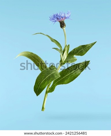 Fresh cornflower blossom beautiful blue flowers falling in the air isolated on blue background. Zero gravity or levitation spring flowers conception, high resolution image