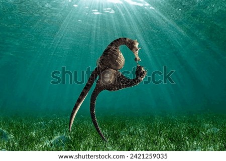 A gorgeous pair of seahorses dancing in the grass near the bottom with their bellies pressed against each other close-up Royalty-Free Stock Photo #2421259035