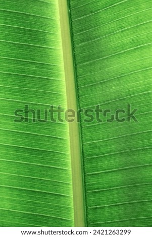 Green palm leaf macro, textured tropical leaves summer tropical plant as natural background. Green monochrome aesthetic botanical texture, wild nature foliage scenery, selective focus, close up 