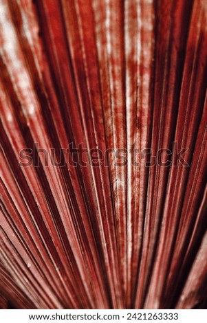 Brown texture of banana palm tree leaf. Close up nature background for design. Striped lines on palm leaves as abstract texture backdrop, natural aesthetic botanical photo pattern of tropical foliage