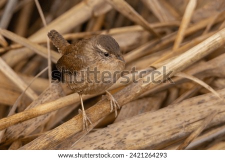 Eurasian Wren perching in reed stems. The Eurasian wren (Troglodytes troglodytes) is a very small insectivorous bird, and the only member of the wren family Troglodytidae found in Eurasia and Africa. Royalty-Free Stock Photo #2421264293