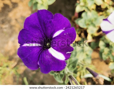 close-up Petunia Indigo flower with a blurred background