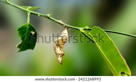 Butterfly cocoons close up. Butterfly cocons hanging on a lemon tree. Pupa or chrysalis - caterpillar - kepompong. Butterfly cocoons on blur background. Royalty-Free Stock Photo #2421268993