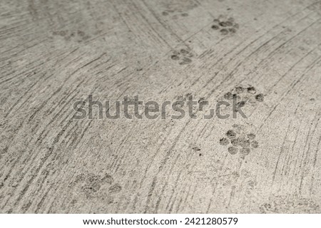 Dog feet footprint on concrete surface. Close-up and selective focus.