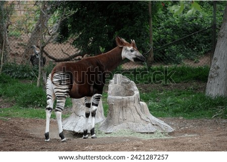 The okapi, native to the dense rainforests of Central Africa, resembles a cross between a giraffe and a horse, boasting zebra-like stripes on its hindquarters.