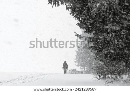 A heavy snowstorm at the edge of a forest, central view of a person moving away, large and small snowflakes can be seen in the picture, high-contrast snapshot, Germany, Saxony, Osterzgebirge