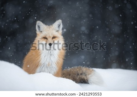 starry eyed fox in snow