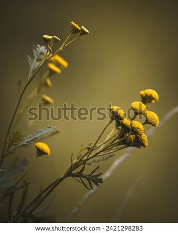 beautiful tansy in the bosom of nature Royalty-Free Stock Photo #2421298283