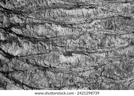 Palm bark background, close-up. Natural trunk of palm tree for publication, screensaver, wallpaper, postcard, poster, banner, cover, website. Toned high quality photography