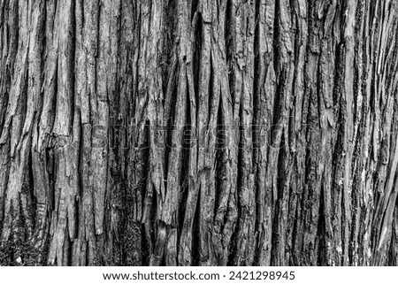 Toned tree bark background, close-up. Natural trunk texture for publication, screensaver, wallpaper, postcard, poster, banner, cover, website. High quality photography