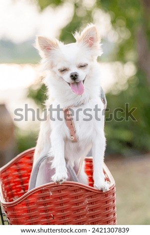 Portrait of Long hair chihuahua in the red basket. Happy Smile