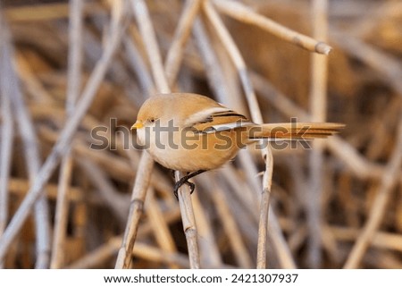 The bearded reedling (Panurus biarmicus) is a small, long-tailed passerine bird found in reed beds near water in the temperate zone of Eurasia. It is frequently known as the bearded tit or the bearded Royalty-Free Stock Photo #2421307937