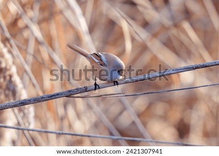 The bearded reedling (Panurus biarmicus) is a small, long-tailed passerine bird found in reed beds near water in the temperate zone of Eurasia. It is frequently known as the bearded tit or the bearded Royalty-Free Stock Photo #2421307941