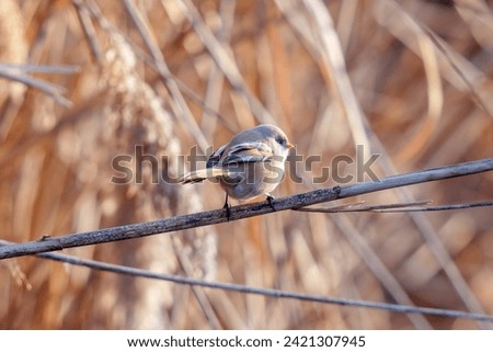 The bearded reedling (Panurus biarmicus) is a small, long-tailed passerine bird found in reed beds near water in the temperate zone of Eurasia. It is frequently known as the bearded tit or the bearded Royalty-Free Stock Photo #2421307945