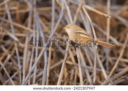 The bearded reedling (Panurus biarmicus) is a small, long-tailed passerine bird found in reed beds near water in the temperate zone of Eurasia. It is frequently known as the bearded tit or the bearded Royalty-Free Stock Photo #2421307947