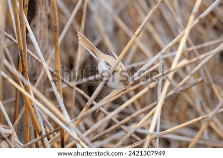 The bearded reedling (Panurus biarmicus) is a small, long-tailed passerine bird found in reed beds near water in the temperate zone of Eurasia. It is frequently known as the bearded tit or the bearded Royalty-Free Stock Photo #2421307949