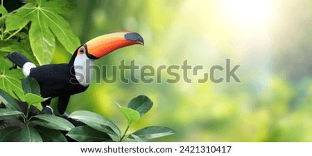 Horizontal banner with beautiful colorful toucan bird (Ramphastidae) on a branch in a rainforest. Toucan bird and leaves of tropical plants on sunny  background. Copy space for text