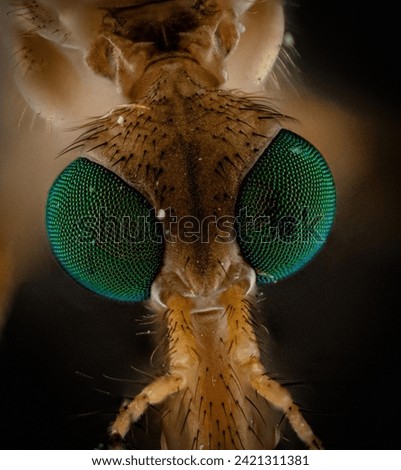 Macro picture of insect eyes