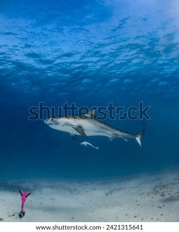Tiger Shark in THE BAHAMAS off Bimini. Female shark named Joker.