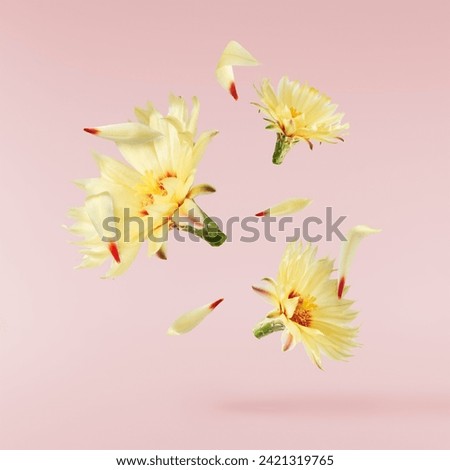 Fresh cactus flower blossom beautiful yellow flowers falling in the air isolated on pink background. Zero gravity or levitation spring flowers conception, high resolution image