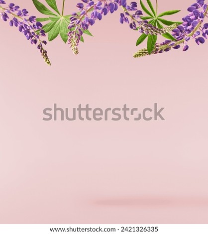 Fresh Lupine blossom beautiful purple flowers falling in the air isolated on pink background. Zero gravity or levitation spring flowers conception, high resolution image
