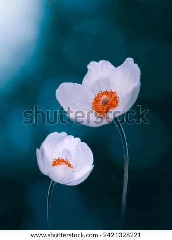Macro of two white Japanese anemone flowers. Vibrant teal blue contrasting background with soft focus, blurred elements and bokeh bubbles. Bright subject against dark and moody background